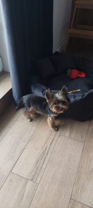 Yorkshire terrier - mini piesek