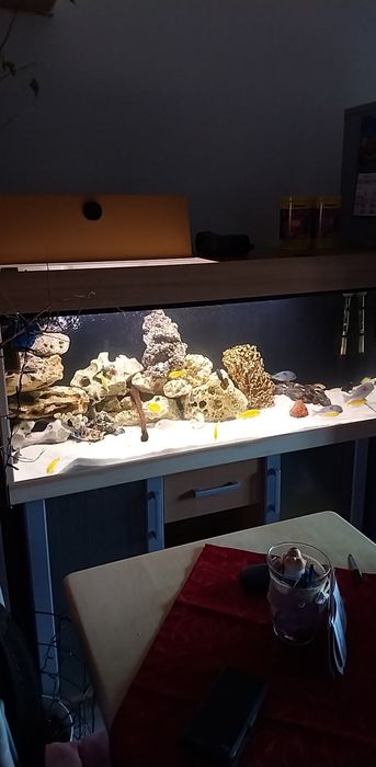 Sprzedam  akwarium  240 litrów z pyszczakami