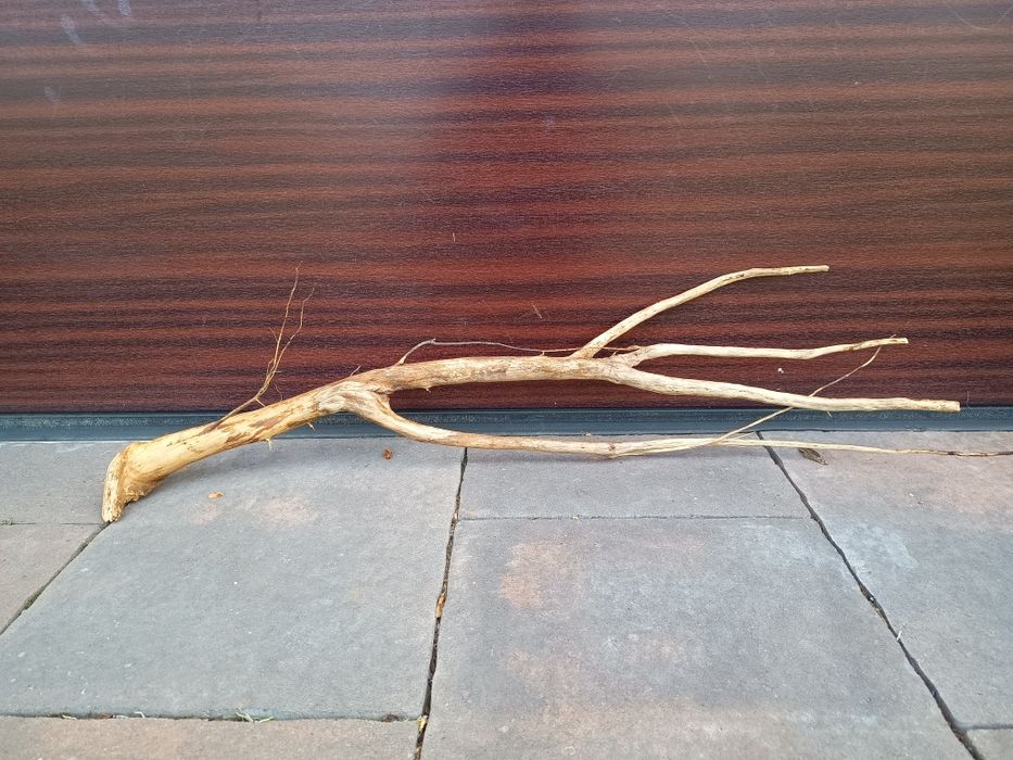 Ładny, średni naturalny korzeń do akwarium