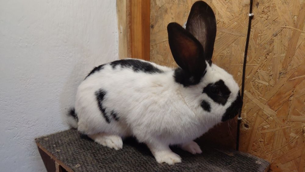 Samiec srokacz czarny