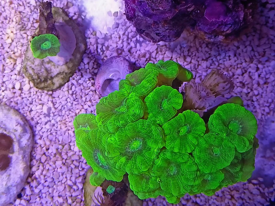 Koralowce LPS Caulastrea fluo, morskie