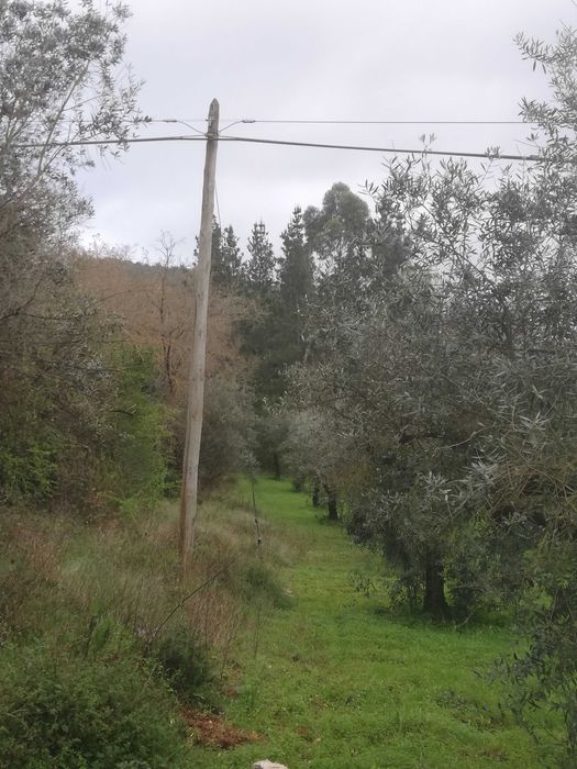 Terreno rústico com olival e pinhal