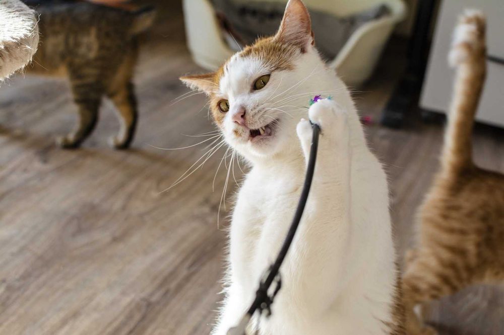 Farcik kochany rudy kawaler szuka domu