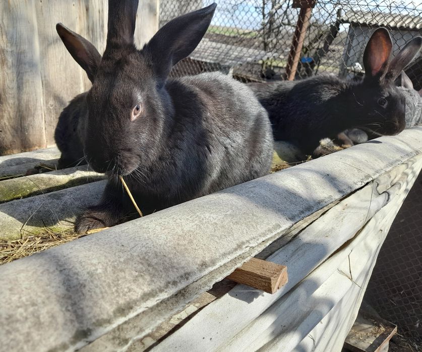 Кролі різного віку