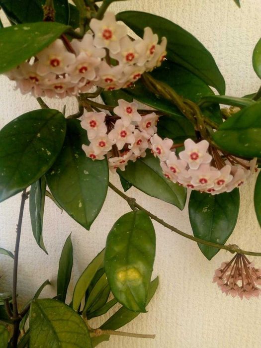 Trepadeira flor-de-cera com 2 pés e vários metros