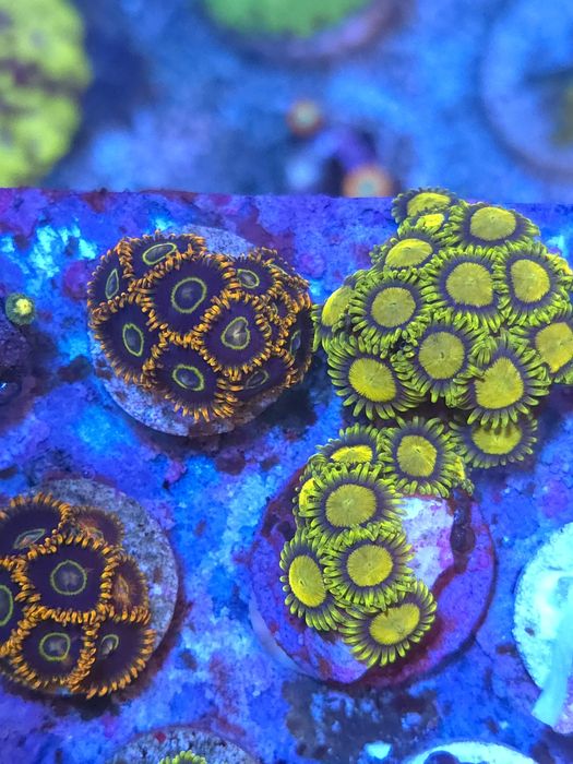Zoas corais de água salgada
