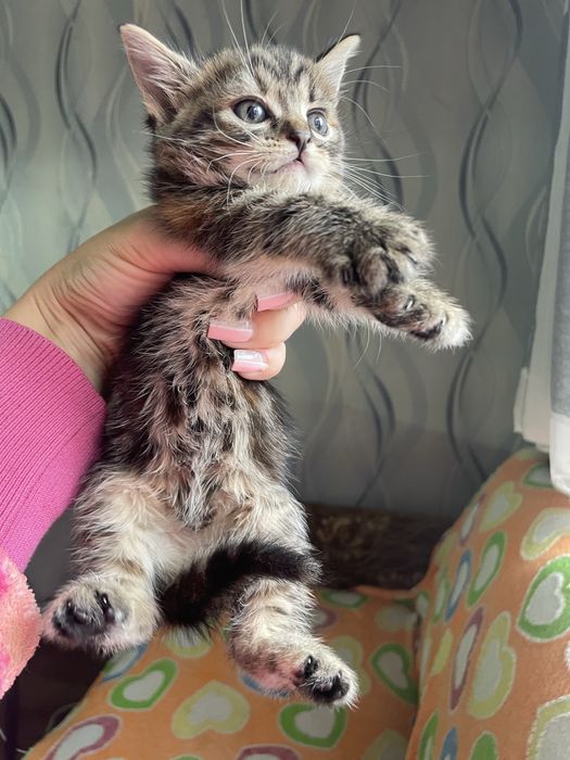 Котята від Шотландської мами