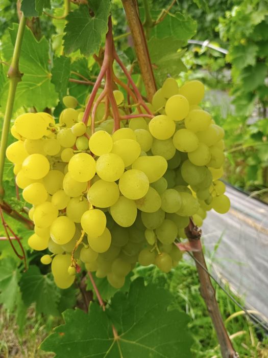 Продам домашний виноград