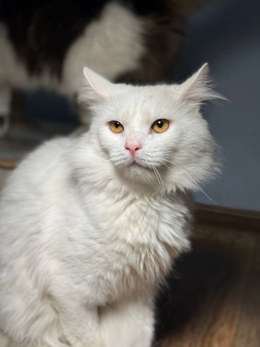 Красивый белый пушистый кот в надёжные руки