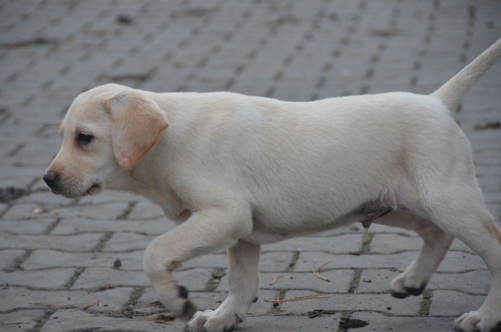 Szczeniak labrador
