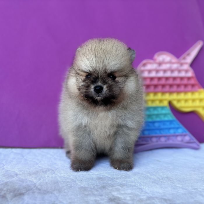 чудовий ведмедик шоу классу