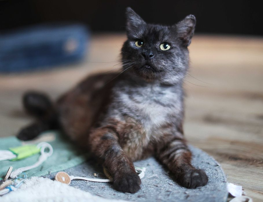 Może na mnie czekasz?- potrzebuję domu.