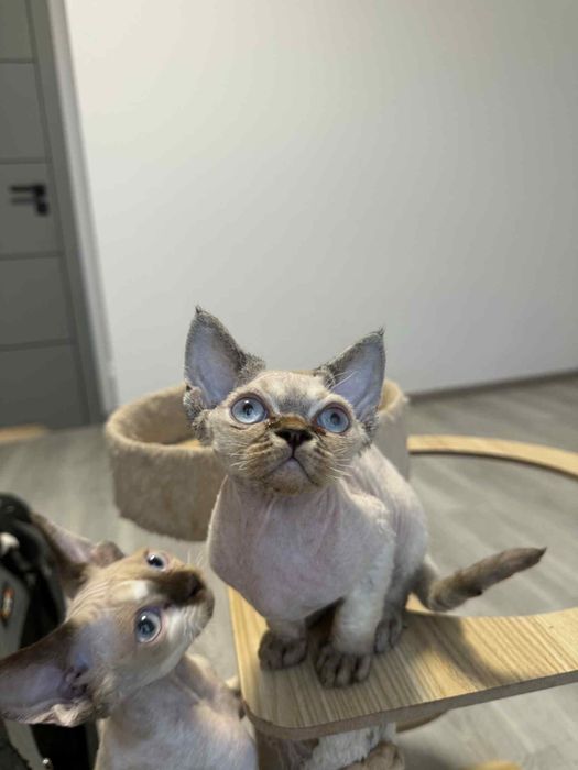 Kociak devon rex drx