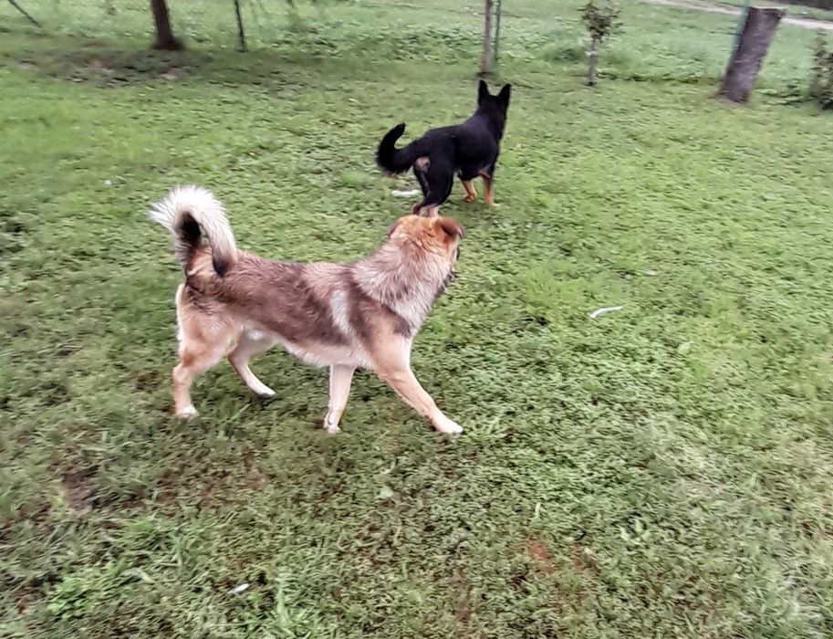 Oddam za darmo w dobre ręce dwa psy