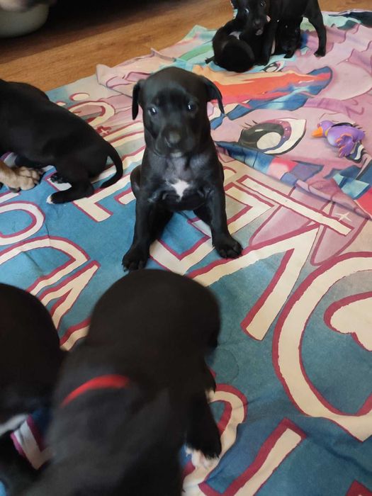 Продаж цуценят Американського стаффоршидського терьера