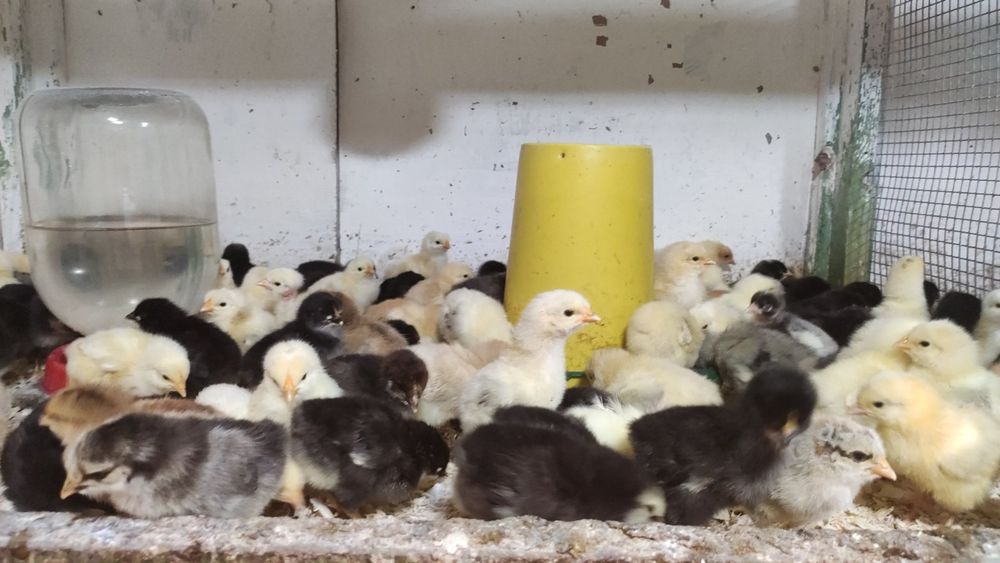 Курчата м'ясо яєчних порід Безкоштовна доставка по Волинській області