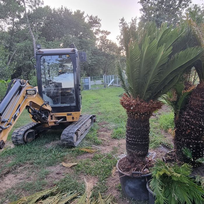 palmeira sika  varias