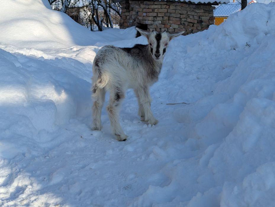 Продам козенята, кози