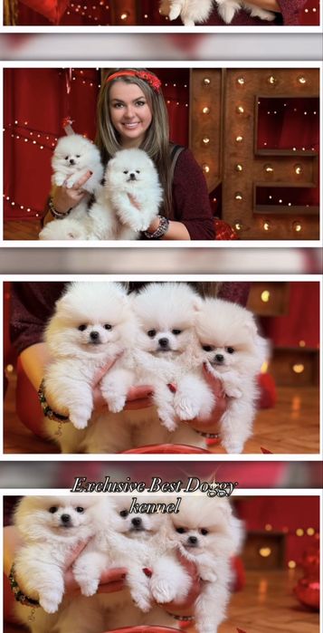 ‼️Exclusive VIP цуценята померанці. Померанський шпіц. Міні ведмедик