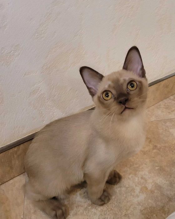 Tetrua Perseus - мальчик шампань, американская бурма!