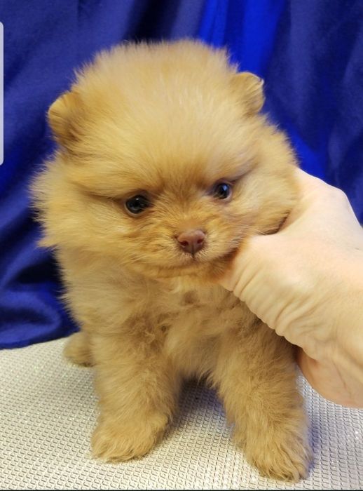 Мальчик померанский шпиц