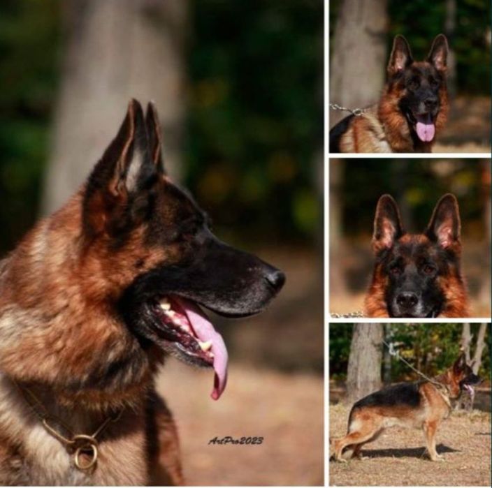 Питомник н/о щенки для охраны!