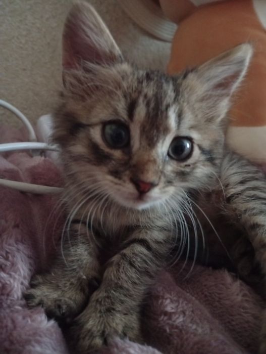 Котенятко Немирів