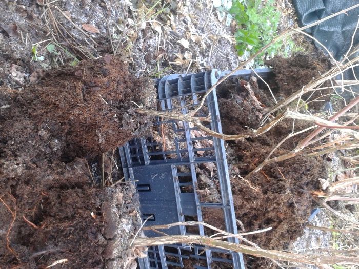 Plantas de mirtilo-variedade Aurora- sem vaso