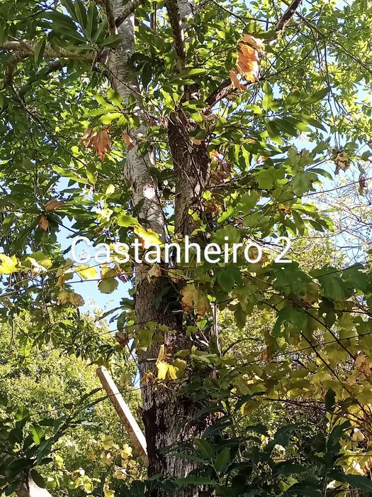 Castanheiros para madeira pela melhor oferta