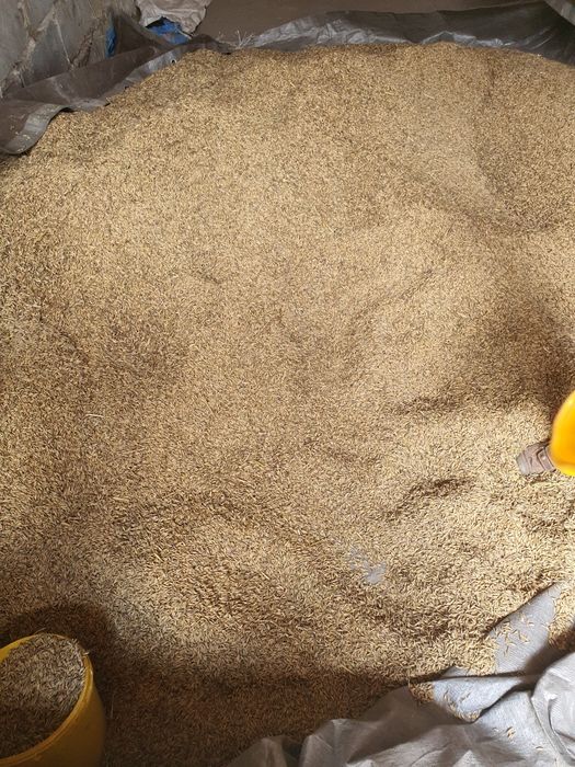 Sprzedam owies rok 2025.  Jęczmień ozimy po kwalifikacie 6 rzędowy