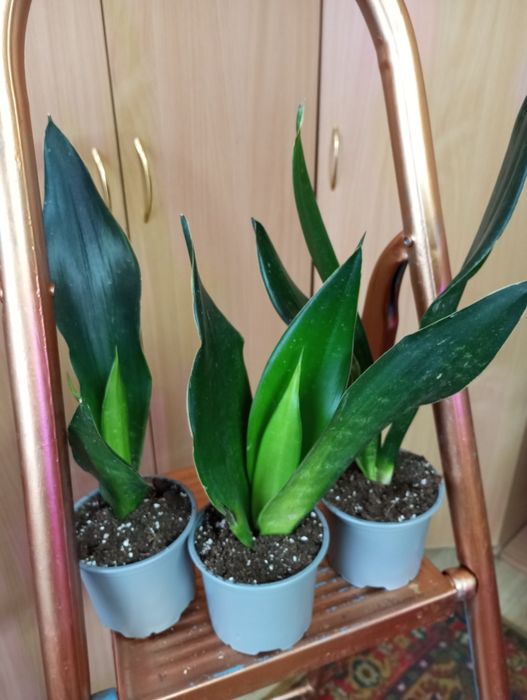 Сансевиерии сорта