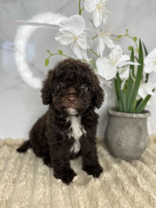 Люксові пудельки щоколад і щоколадний мерле