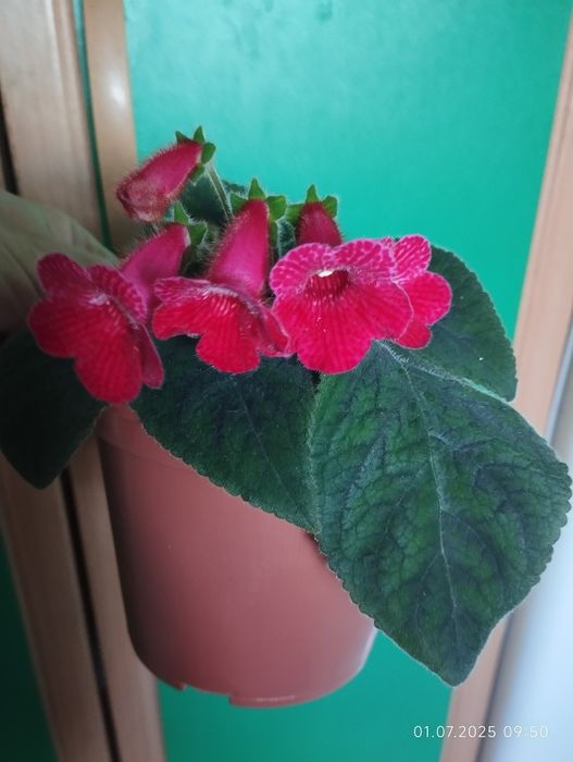 Колерія. Декілька сортів