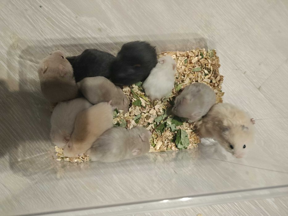 Хомяки  : пепельные, кремовые, черные . джунгарские