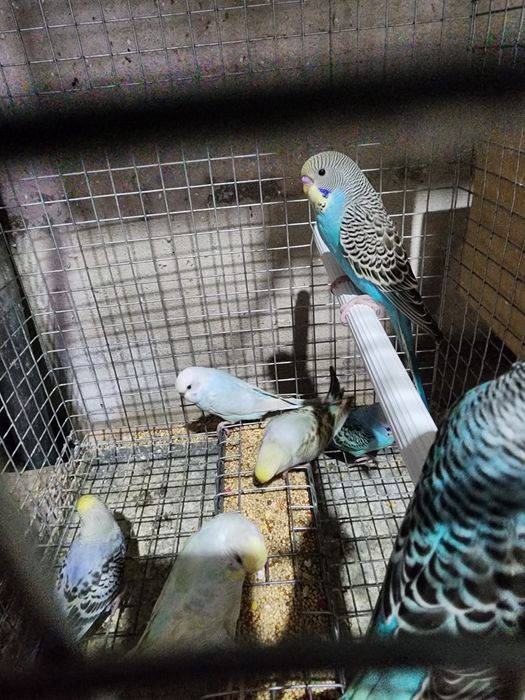 Piriquitos Australianos coloridos