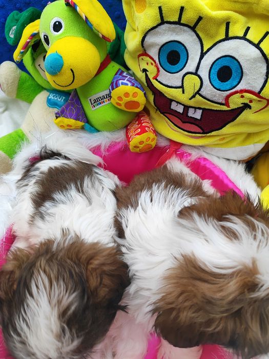 ШитцуШки.Красатунчики.Пацанчики