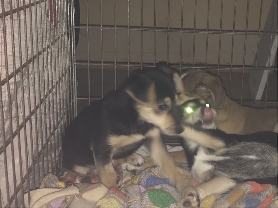 Цуценята, собачки, красунчики в добрі ручки!