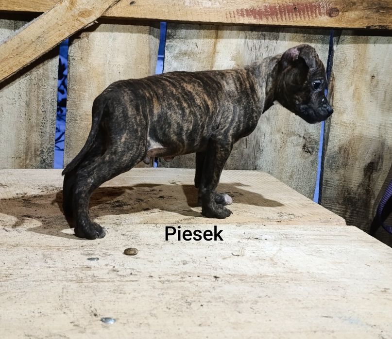 3  miesięczne amstaffy