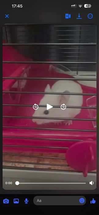 Oddam chomika z klatką