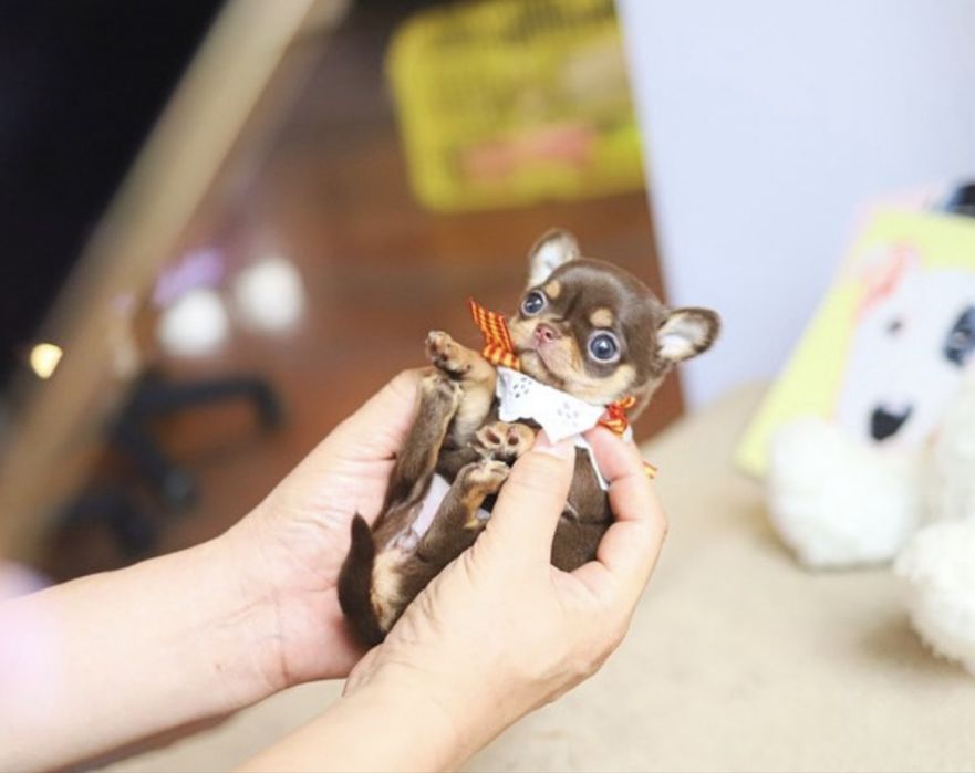 Чихуахуа МИКРО teacup разные окрасы