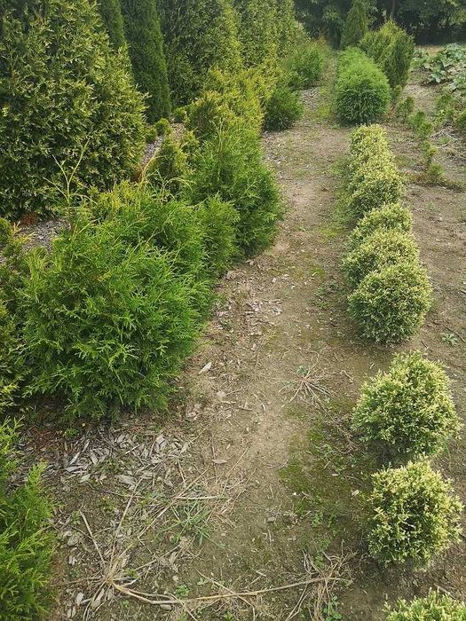 tuja tuje różne odmiany 2m nowa huta