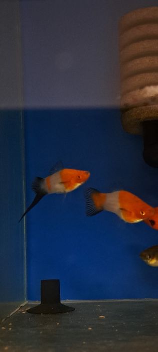 Mieczyki koi wagtail rzadkość 10 szt