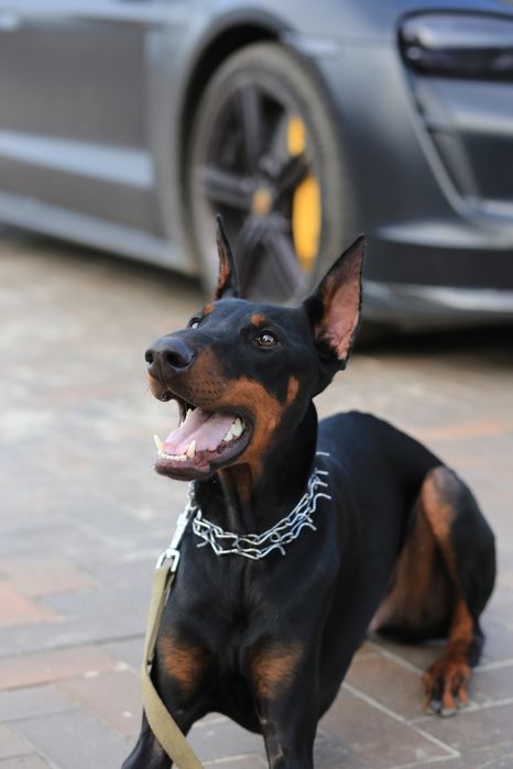 Продам добермана