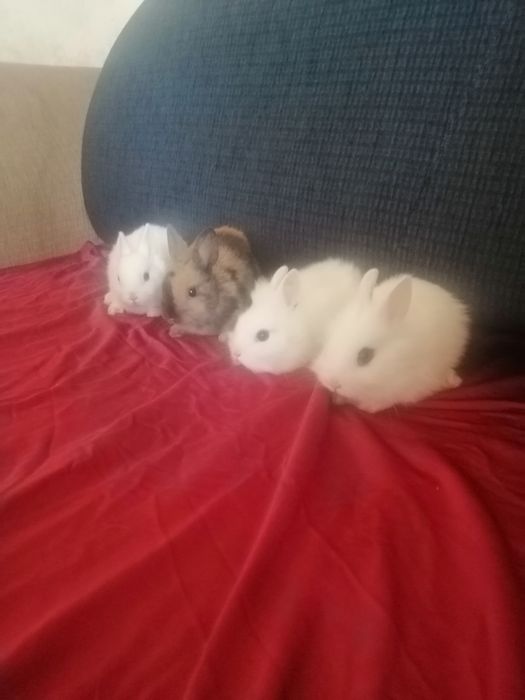 Króliczek karzełek Teddy, Lewek, gładki