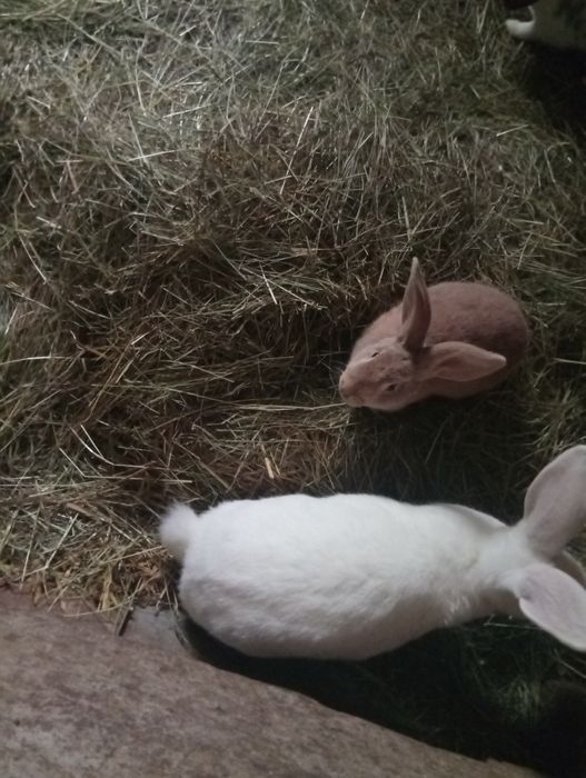 Młode kroliki mieszance