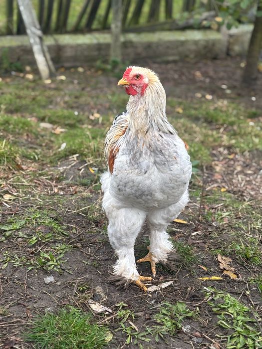 Dorosłe Kury Brahma