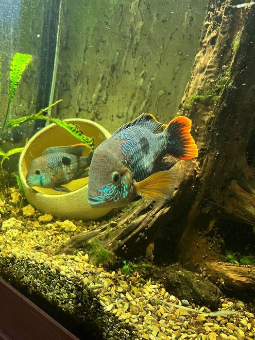 Продам рыб Акара, Астрононус