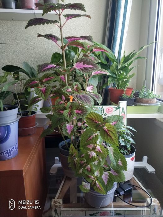 Coleus plantas naturais, grande e pequena