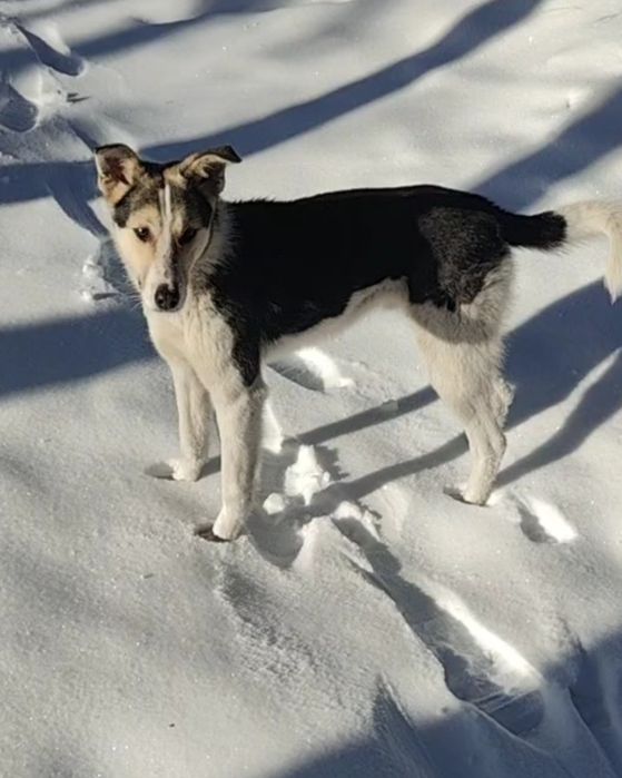 Хлопчики шукають дім! Безкоштовно