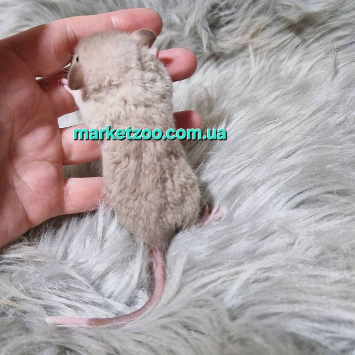 Щурики Дамбо та Дамбо рекс, крысы, крыса, крысята,
